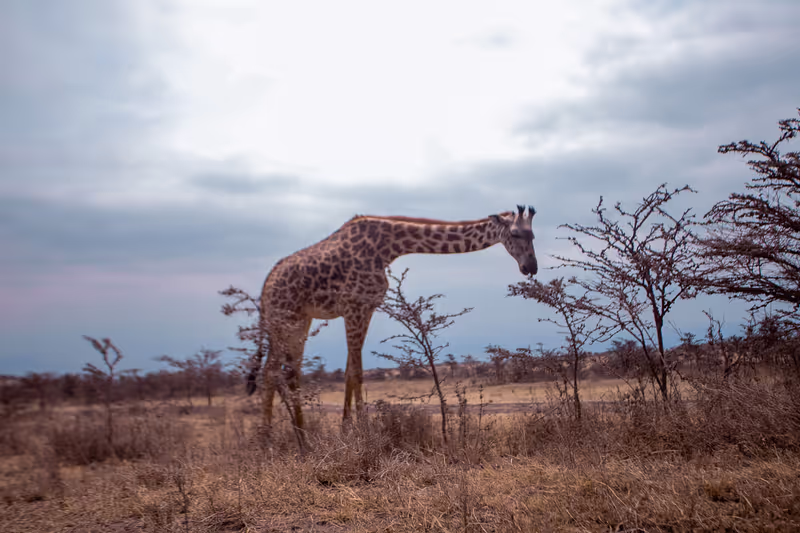 Arusha Private Tour - 3 days private budget safari in Tanzania