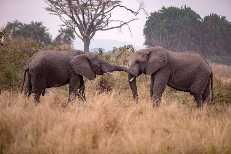 Arusha Private Tour - 3 days private budget safari in Tanzania