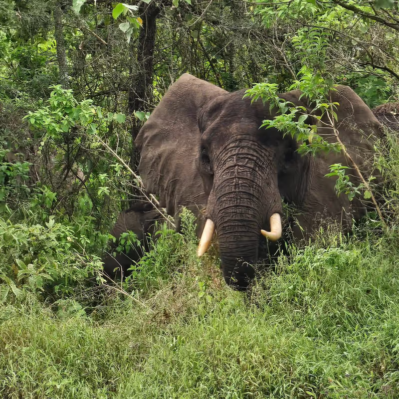 Arusha Private Tour - 