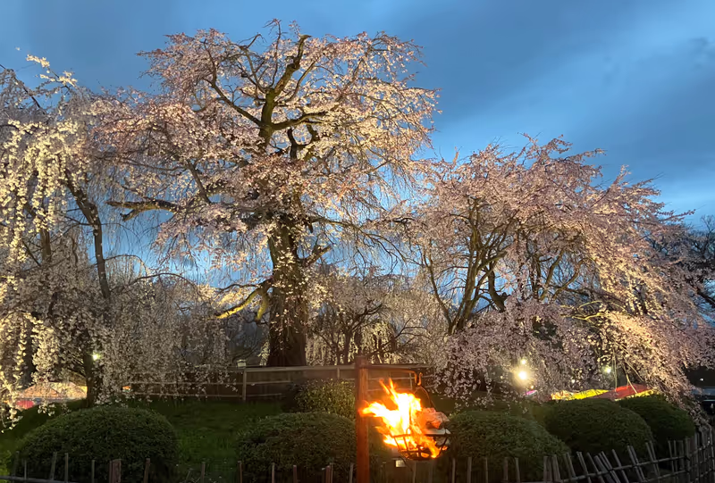 Kyoto Private Tour - Maruyama Park in Spring