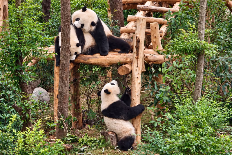 Chengdu Private Tour - Giant pandas at Chengdu Research Base of Giant Panda Breeding