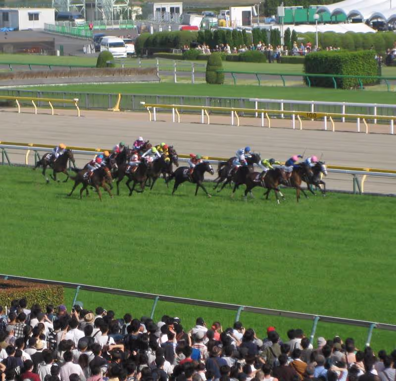 Tokyo Private Tour - Neck and neck.