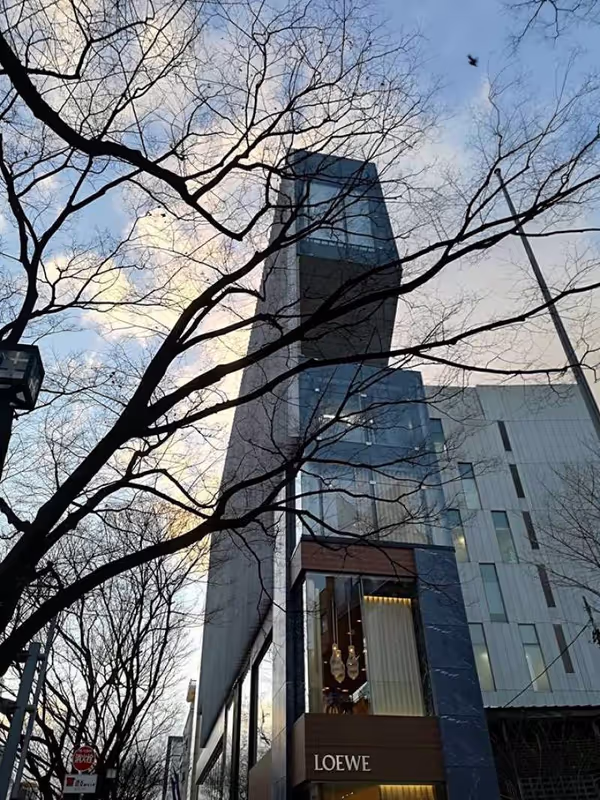 Tokyo Private Tour - Omotesando street beautifully blended with Zelkova trees.