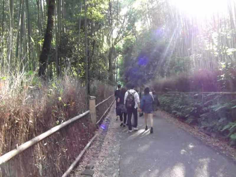 Kyoto Private Tour - Bamboo grove.