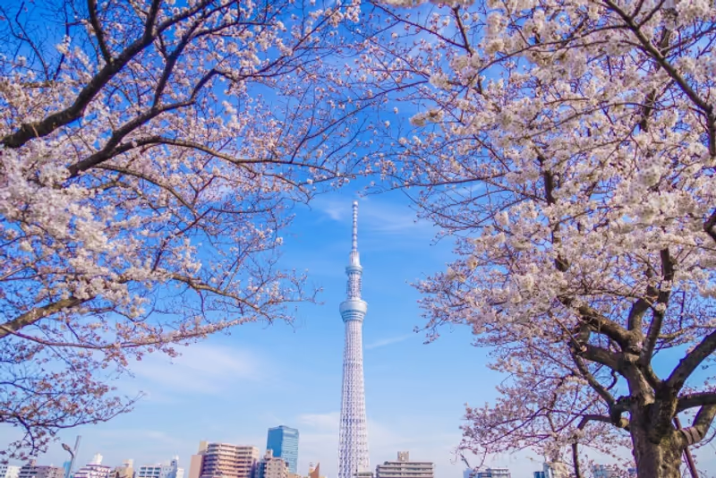 Tokyo Private Tour - null