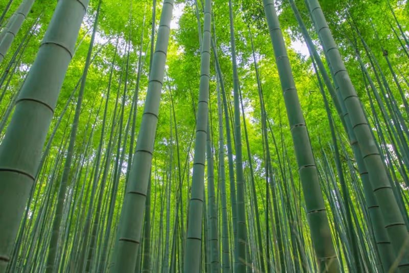 Kyoto Private Tour - null