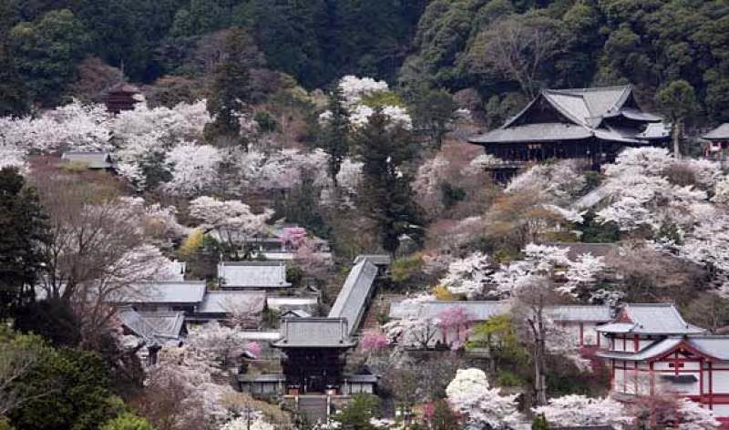 Kamakura Private Tour - Hase Temple