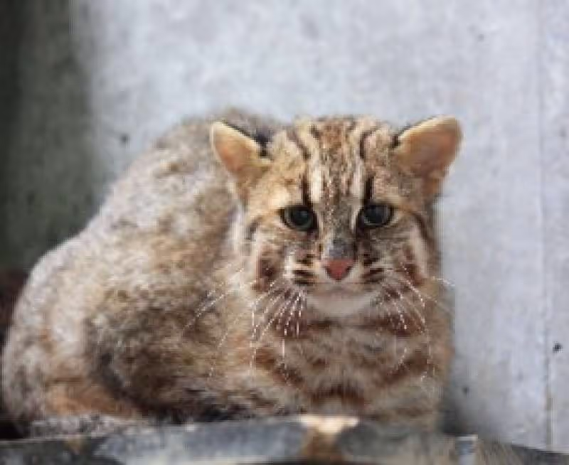 Nagasaki Private Tour - ★MORI-KIRARA Zoo & Botanical garden (optional)

Can see TSUSHIMA wild cat which was designated to the national natural monument and first succeeded to breed in Japan.