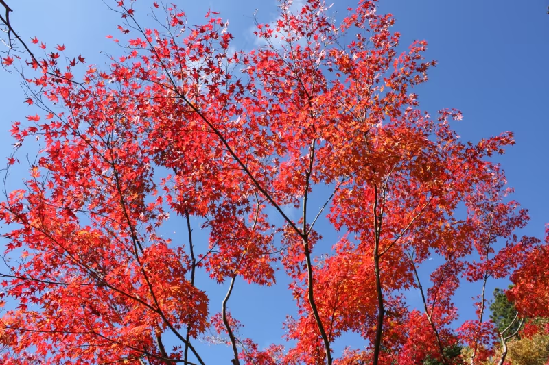 Mount Koya Private Tour - Coloured leaves and blue sky at the Sojiin temple in Koyasan