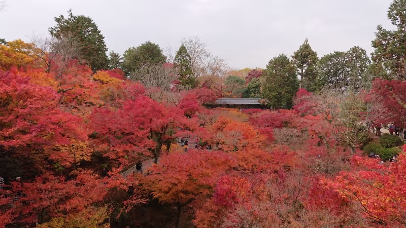 Kyoto Private Tour - Tofukuji Temple in autumn