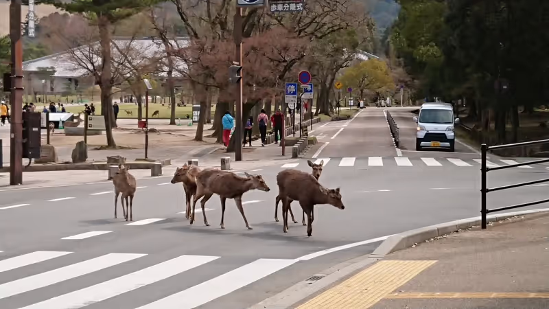 Kyoto Private Tour - Nara Park