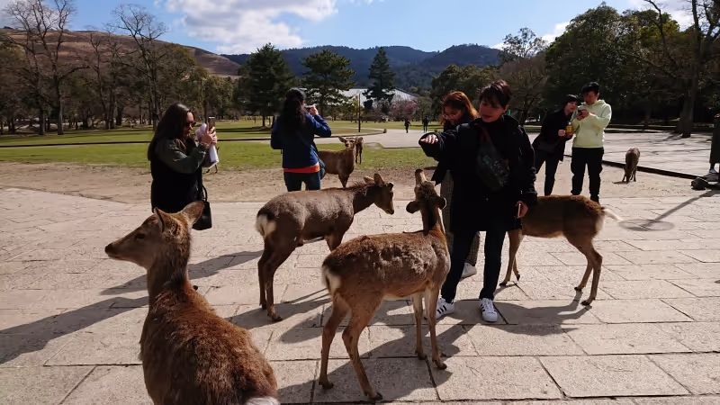 Kyoto Private Tour - You will be amazed at many deer.