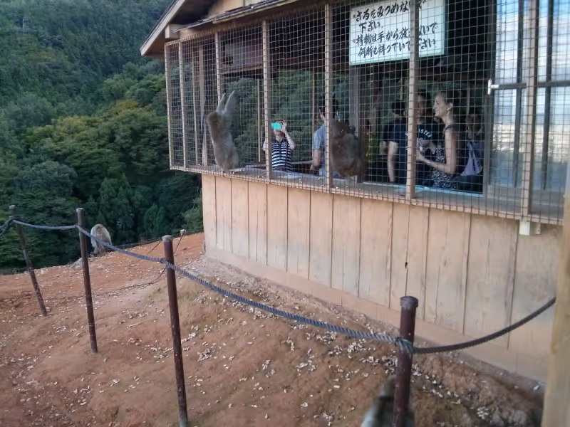 Kyoto Private Tour - Monkey's park