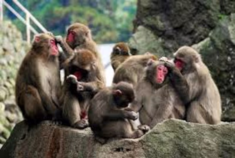 Fukuoka Private Tour - There are hundreds of wild monkeys awaiting you!