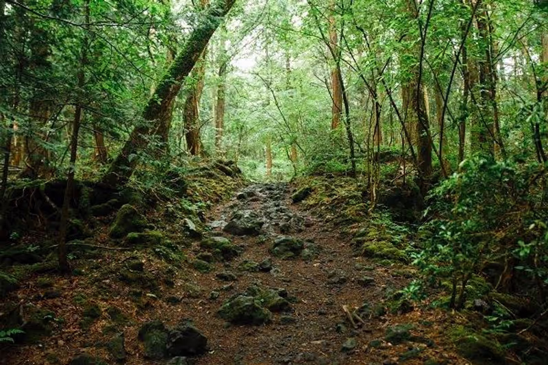 Mount Fuji Private Tour - Aokigahara jukai - sea of forest
