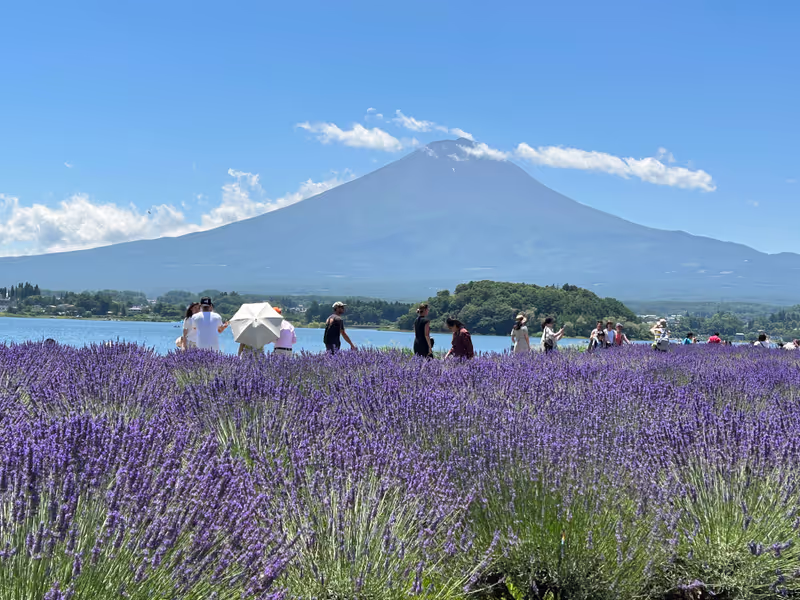 Mount Fuji Private Tour - Oishi Park with lavender