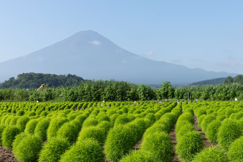 Mount Fuji Private Tour - Pretty in every season!