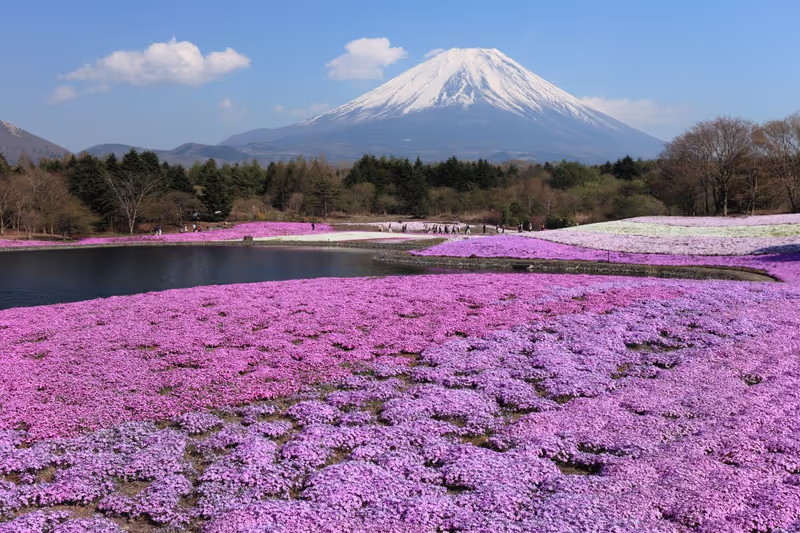 Mount Fuji Private Tour - 【Seasonal OPTION】 Shiba-sakura festival Spring