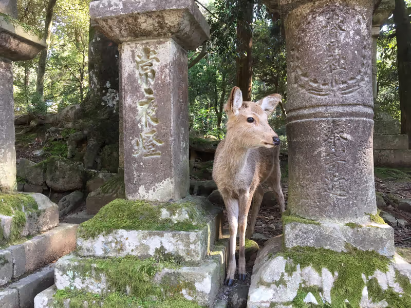Nara Private Tour - 