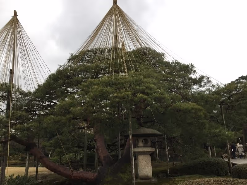 Kanazawa Private Tour - Karasaki-matsu (pine tree)