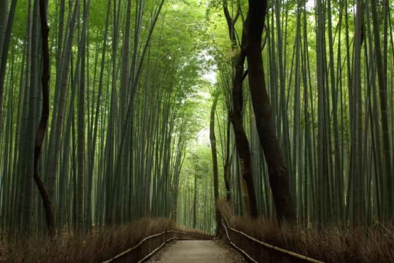 Kyoto Private Tour - Bamboo Grove in Arashiyam