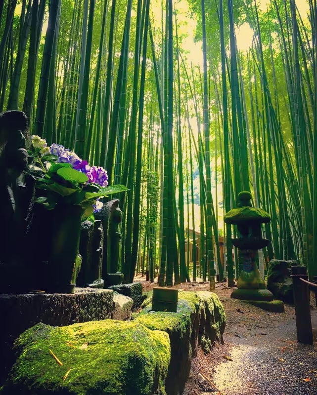 Chiba Private Tour - Bamboo path(Samurai took this path to commute between their resident and castle)