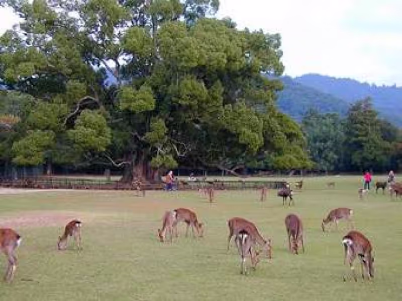 Nara Private Tour - Deer in Nara park