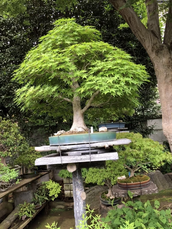 Saitama Private Tour - null