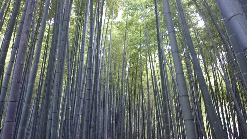 Kamakura Private Tour - Hokokuji temple
