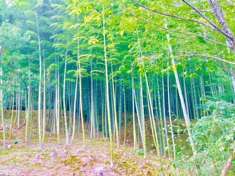 Kyoto Private Tour - null