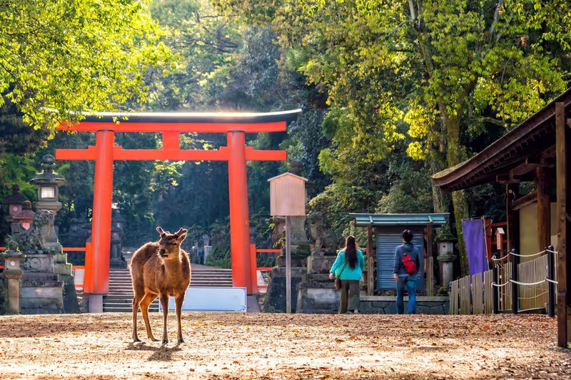 Kyoto Private Tour - Kasuga Taisha Shrine in Nara
