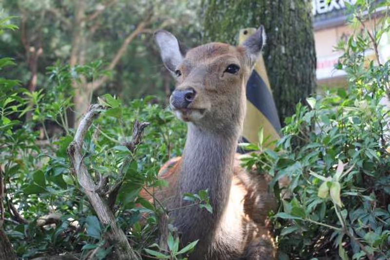 Nara Private Tour - a lovely deer welcomes you !
