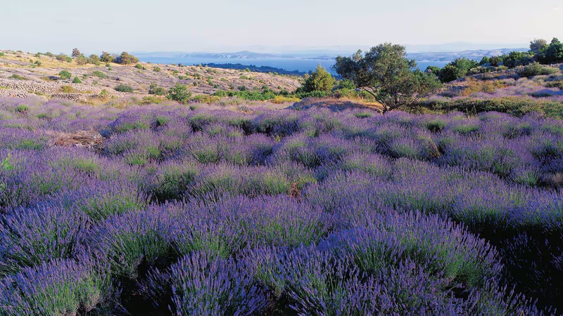 Hvar Island Private Tour - Hvar lavender