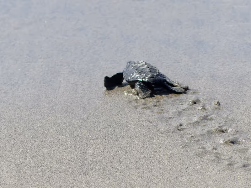 Acapulco City Private Tour - Baby Turtle Release