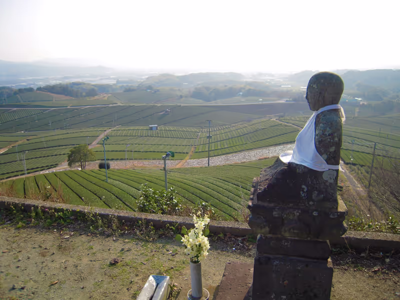 Fukuoka Private Tour - Amazing view of green tea plantation!