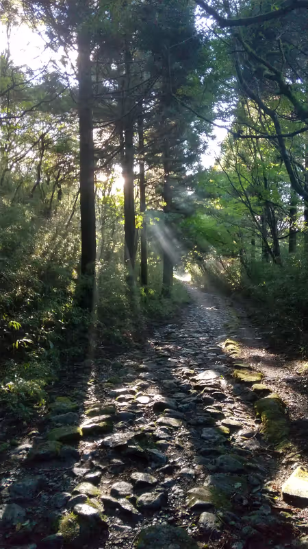 Hakone Private Tour - A ray of sun along to a road in the route