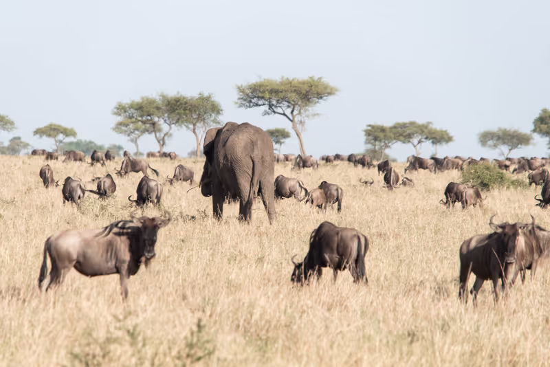 Arusha Private Tour - mix