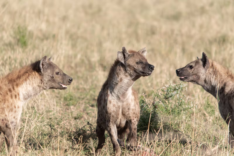 Arusha Private Tour - wildlife