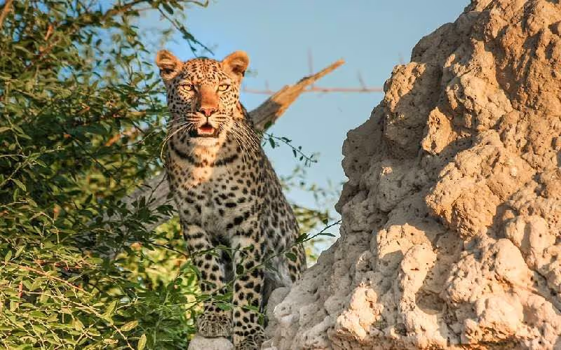 Kampala Private Tour - Leopard on its target