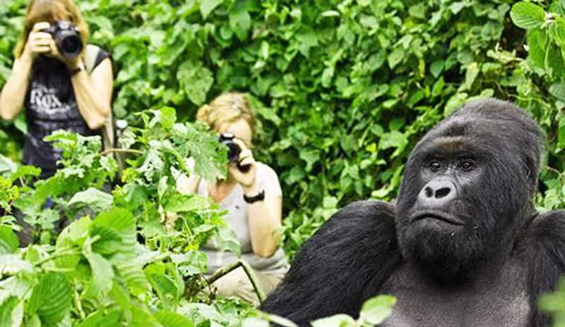 Kampala Private Tour - Share picture moments with the gorillas