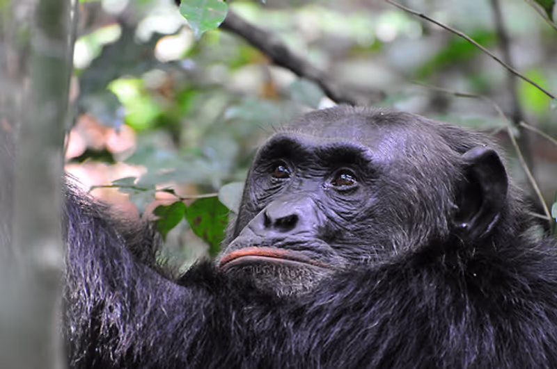Kampala Private Tour - chimpanzees are also part of us, visit kibale national park and track these apes