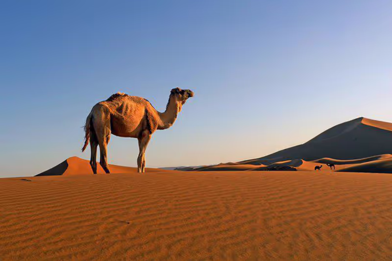 Marrakech Private Tour - Camel ride 