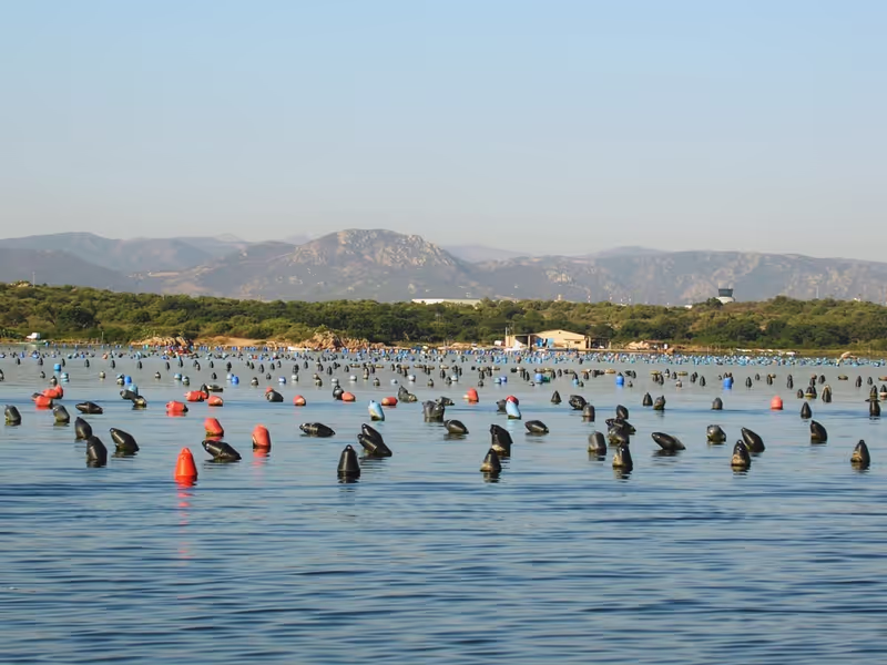 Olbia Private Tour - Mussels cultivations in the gulf of Olbia