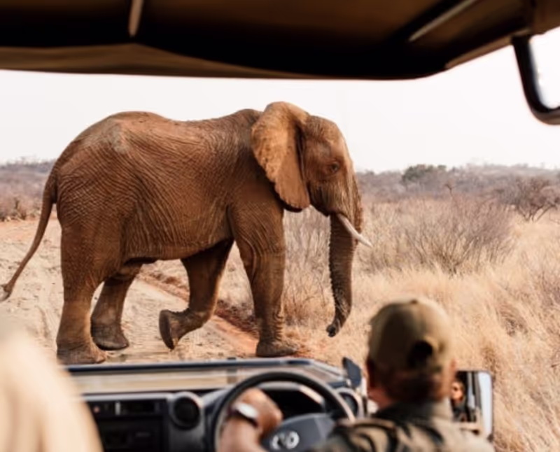 Pretoria Private Tour - Close encounters with Elephant