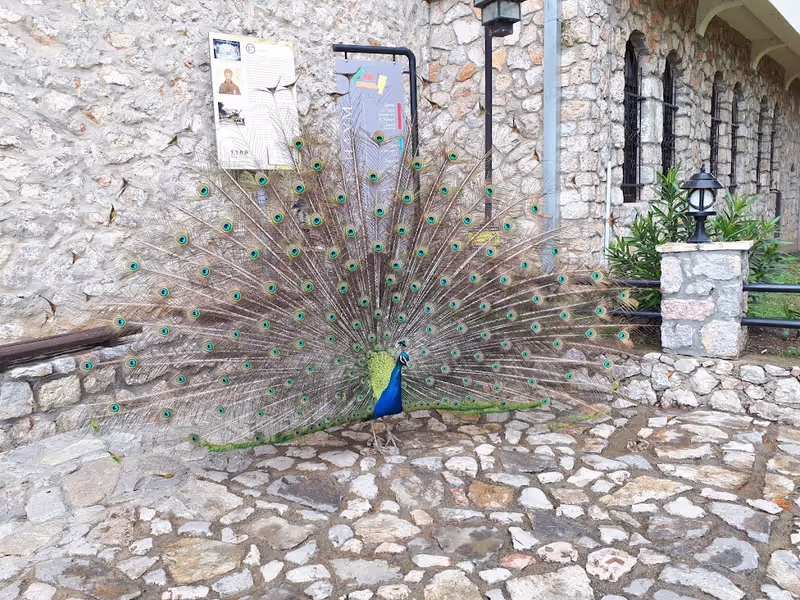 Tirana Private Tour - Peacock in Ohrid 