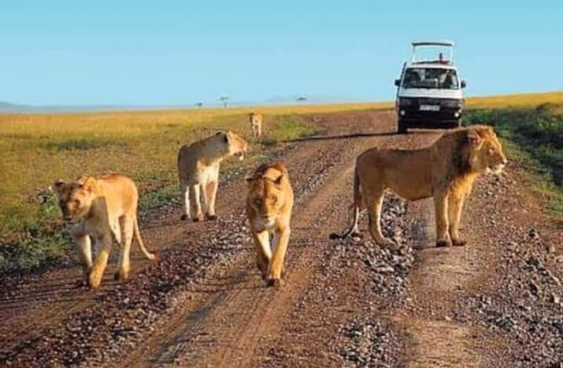 Nairobi Private Tour - Client are enjoin the game viewing 