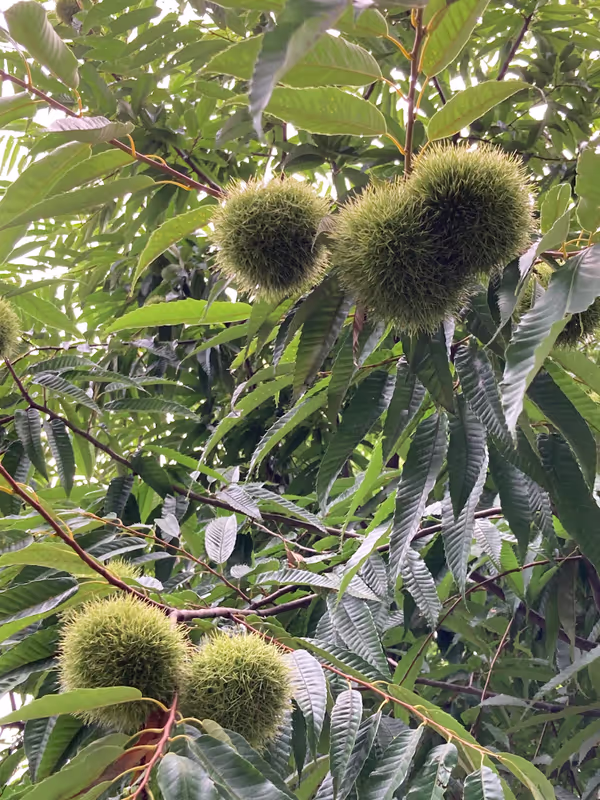 Nagano Private Tour - Chestnuts