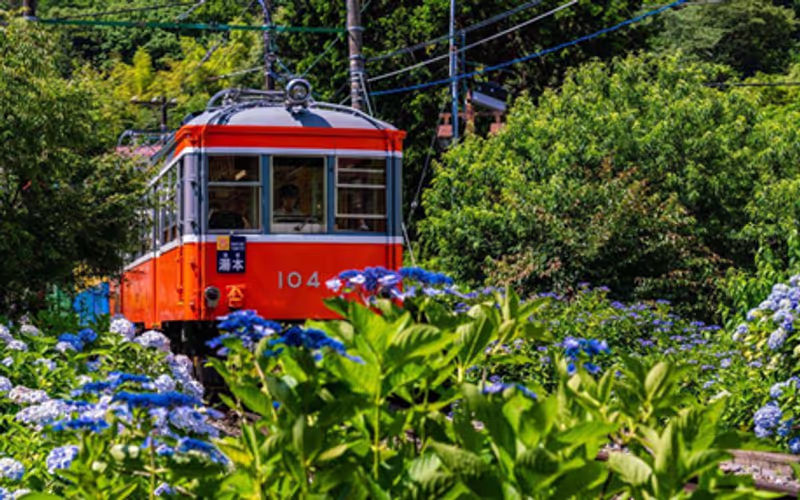 Hakone Private Tour - Mountain Train in June