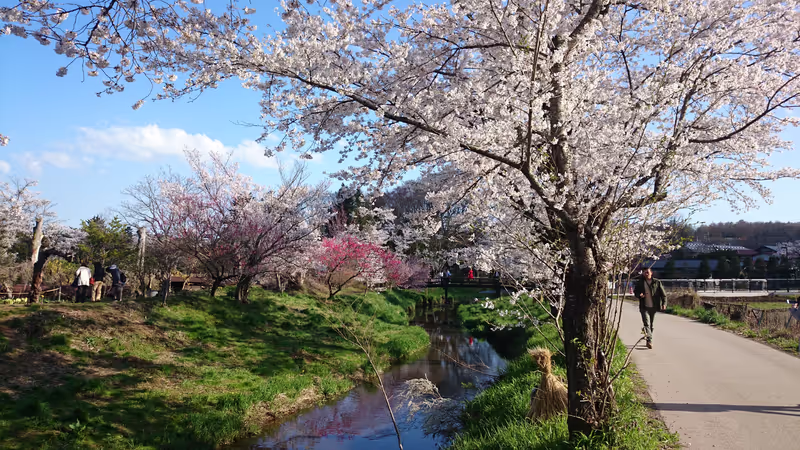 Tokyo Private Tour - Oshinohakkai in April