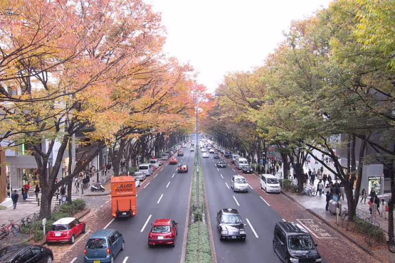Tokyo Private Tour - Omote-sando Street in autumn